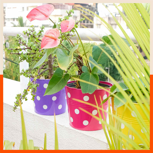 RUI Hanging Metal Pot Holders / Planters for Home / Balcony / Garden | Red - Set of 5